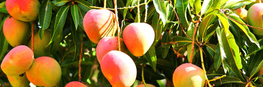 Mangopulver für das Vitaminset von bewusst natur